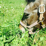 Why horses like grass