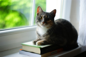 cat sitting on books